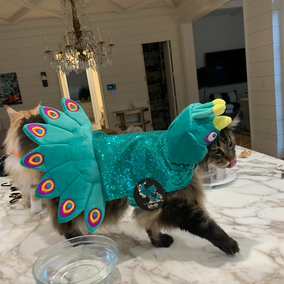 I see her coming to open the gate! - Picture 4 of 5